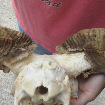African Merino Ram/Sheep Skull with 31" Horns