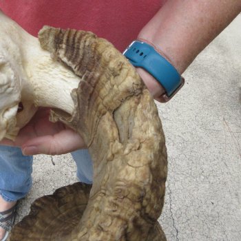 African Merino Ram/Sheep Skull with 31" Horns