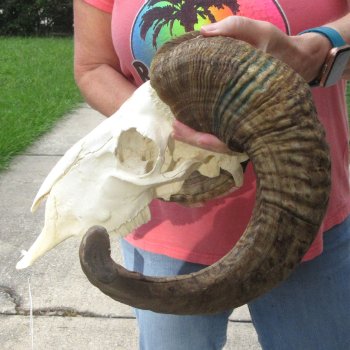 B-Grade African Merino Ram/Sheep Skull with 25" Horns 