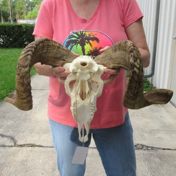 B-Grade African Merino Ram/Sheep Skull with 25" Horns 