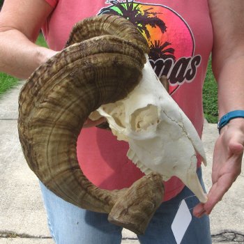 B-Grade African Merino Ram/Sheep Skull with 25" Horns 