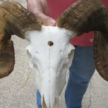 B-Grade African Merino Ram/Sheep Skull with 25" Horns 
