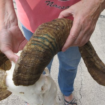 B-Grade African Merino Ram/Sheep Skull with 25" Horns 