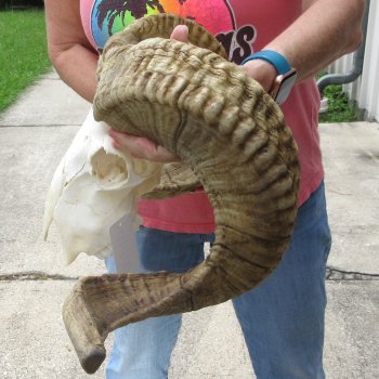 B-Grade African Merino Ram/Sheep Skull with 30" Horns 