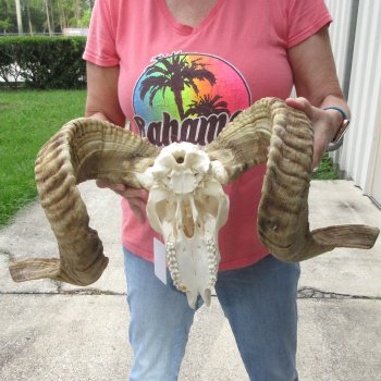 B-Grade African Merino Ram/Sheep Skull with 30" Horns 