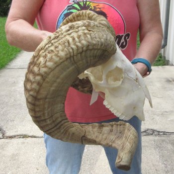 B-Grade African Merino Ram/Sheep Skull with 30" Horns 