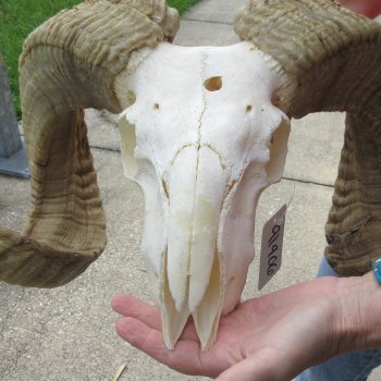 B-Grade African Merino Ram/Sheep Skull with 30" Horns 
