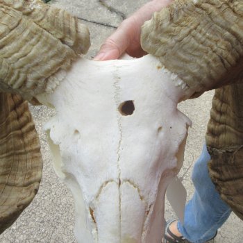 B-Grade African Merino Ram/Sheep Skull with 30" Horns 