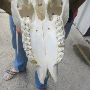 B-Grade African Merino Ram/Sheep Skull with 30" Horns 