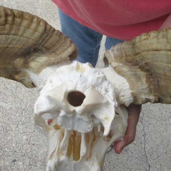 B-Grade African Merino Ram/Sheep Skull with 30" Horns 