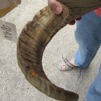 B-Grade African Merino Ram/Sheep Skull with 30" Horns 