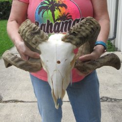 B-Grade African Mer...