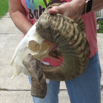 B-Grade African Merino Ram/Sheep Skull with 30" Horns 