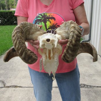 B-Grade African Merino Ram/Sheep Skull with 30" Horns 