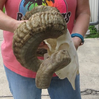 B-Grade African Merino Ram/Sheep Skull with 30" Horns 