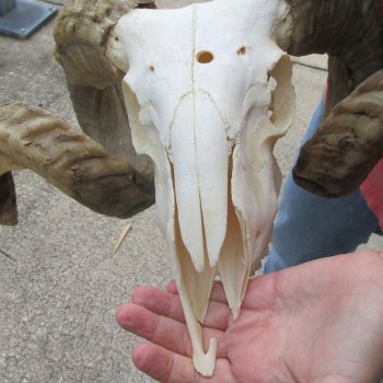 B-Grade African Merino Ram/Sheep Skull with 30" Horns 
