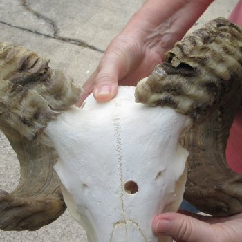 B-Grade African Merino Ram/Sheep Skull with 30" Horns 