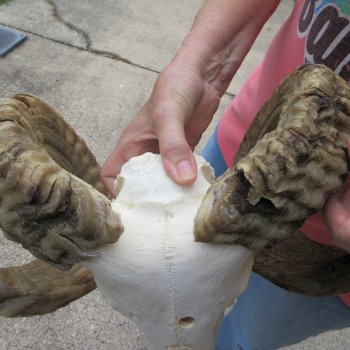 B-Grade African Merino Ram/Sheep Skull with 30" Horns 