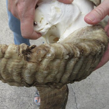 B-Grade African Merino Ram/Sheep Skull with 30" Horns 