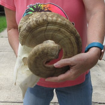 B-Grade African Merino Ram/Sheep Skull with 29" Horns 