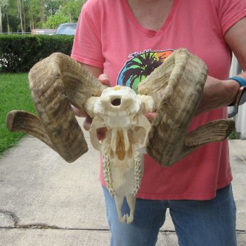 B-Grade African Merino Ram/Sheep Skull with 29" Horns 