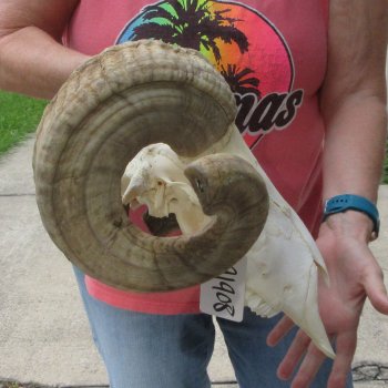 B-Grade African Merino Ram/Sheep Skull with 29" Horns 