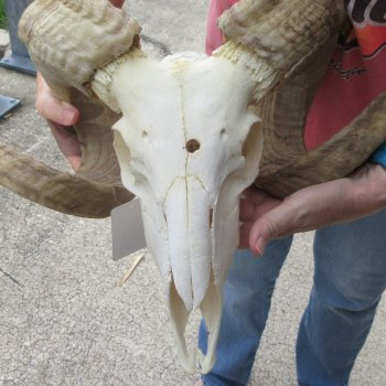 B-Grade African Merino Ram/Sheep Skull with 29" Horns 