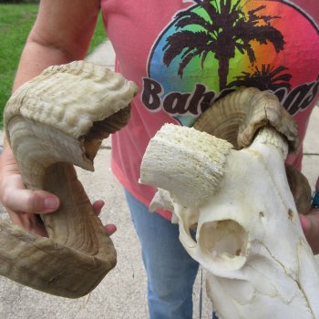 B-Grade African Merino Ram/Sheep Skull with 29" Horns 