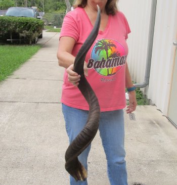 46" Kudu Horn  (NO POST OFFICE (USPS) SHIPPING!!) 