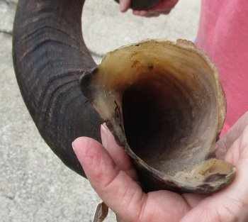 46" Kudu Horn  (NO POST OFFICE (USPS) SHIPPING!!) 