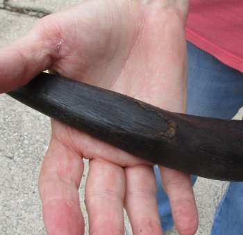 46" Kudu Horn  (NO POST OFFICE (USPS) SHIPPING!!) 