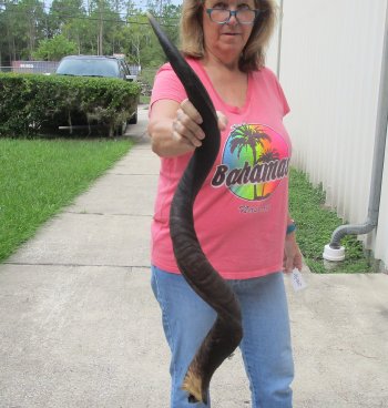 45" Kudu Horn  (NO POST OFFICE (USPS) SHIPPING!!) 