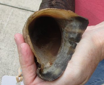 45" Kudu Horn  (NO POST OFFICE (USPS) SHIPPING!!) 