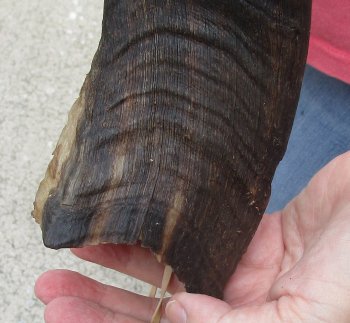 45" Kudu Horn  (NO POST OFFICE (USPS) SHIPPING!!) 