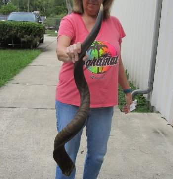 45" Kudu Horn  (NO POST OFFICE (USPS) SHIPPING!!) 