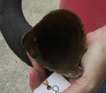 45" Kudu Horn  (NO POST OFFICE (USPS) SHIPPING!!) 