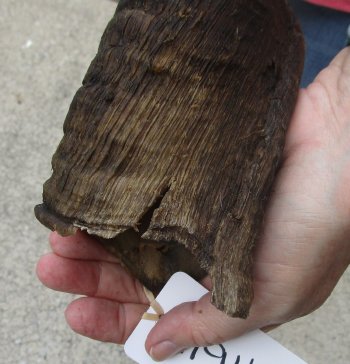 45" Kudu Horn  (NO POST OFFICE (USPS) SHIPPING!!) 
