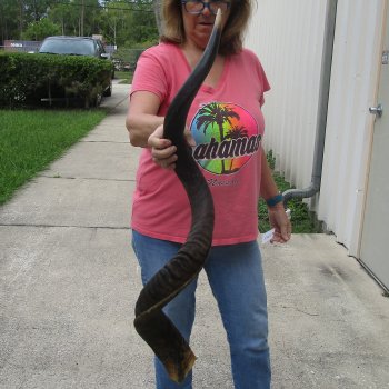 48" Kudu Horn  (NO POST OFFICE (USPS) SHIPPING!!) 