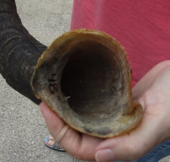 48" Kudu Horn  (NO POST OFFICE (USPS) SHIPPING!!) 