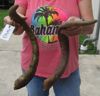  Two piece 25 and 26 inch Jumbo African Goat Horns 
