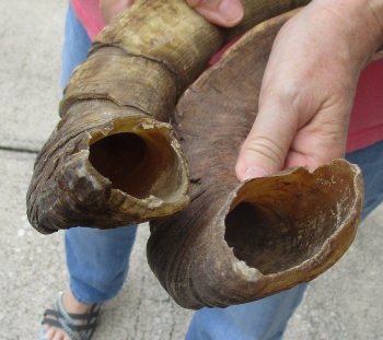  Two piece 25 and 26 inch Jumbo African Goat Horns 