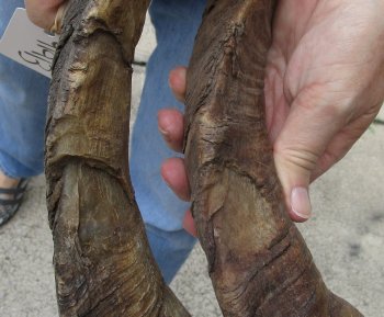  Two piece 25 and 26 inch Jumbo African Goat Horns 