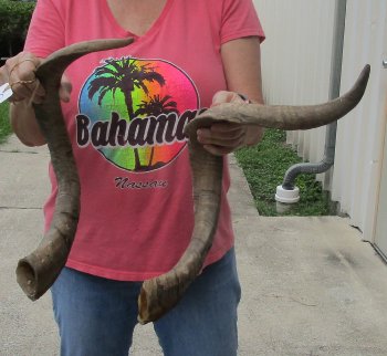  Two piece 25 and 32 inch Jumbo African Goat Horns 