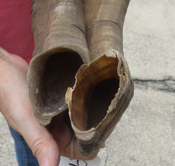  Two piece 25 and 32 inch Jumbo African Goat Horns 