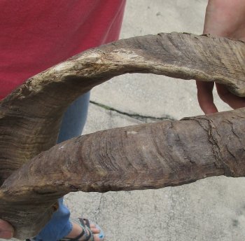  Two piece 25 and 32 inch Jumbo African Goat Horns 