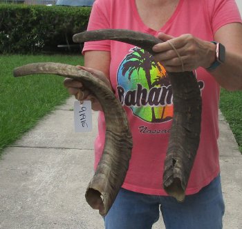  Two piece 25 and 27 inch Jumbo African Goat Horns 