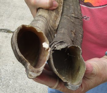  Two piece 25 and 27 inch Jumbo African Goat Horns 