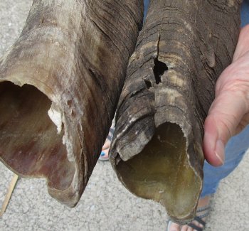  Two piece 25 and 27 inch Jumbo African Goat Horns 
