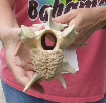 11" Authentic B-Grade Giraffe Neck Vertebra Bone - $30