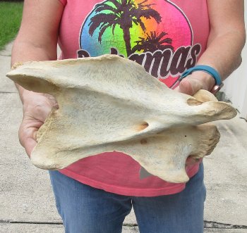 11" Authentic B-Grade Giraffe Neck Vertebra Bone - $30